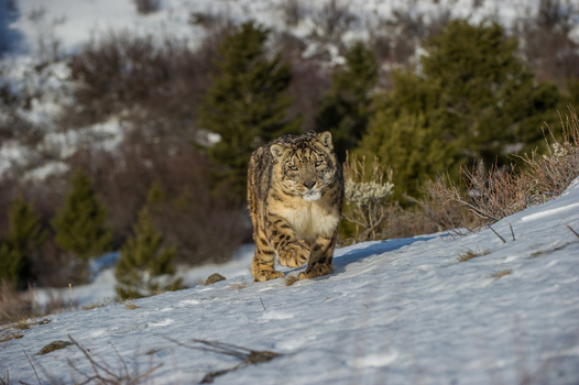 View of a captive snow leopard walking across a snowy hillside with pine trees in the background in the USA. View of a captive snow leopard walking across a snowy hillside with pine trees in the background in the USA.
