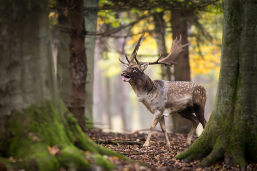 View of a fallow deer with large antlers standing in a mossy forest with autumn foliage in Debrzno Pomeranian Voivodeship Poland. View of a fallow deer with large antlers standing in a mossy forest with autumn foliage in Debrzno Pomeranian Voivodeship Poland.