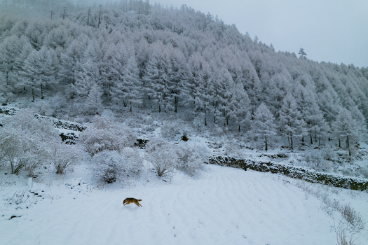 Aerial view of a dog running across a snow covered field with a dense forest and stone wall in the background in Nepal.