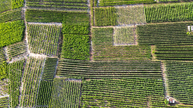 Aerial view of lush green vineyards arranged in geometric patterns on the slopes of Montagnon under bright sunlight Leytron Valais Switzerland. Aerial view of lush green vineyards arranged in geometric patterns on the slopes of Montagnon under bright sunlight Leytron Valais Switzerland.