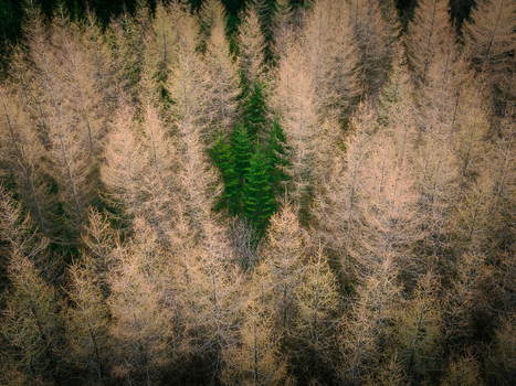 Aerial view of a dense forest with dormant brown trees surrounding a small cluster of vibrant green evergreen trees in Rogaland Norway.
