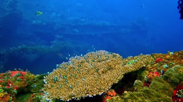 View of coral reef with tropical fish in Bali Indonesia.