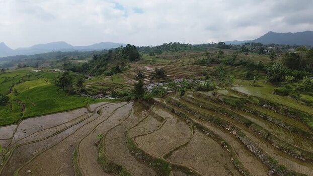 Aerial view of rice terraces in Kecamatan Sukamakmur Indonesia.