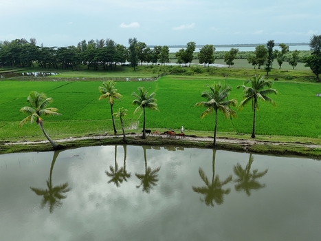 Aerial view of Khurushkul showing green rice fields palm trees reflecting in a pond and a person walking with cattle along a dirt path in Cox s Bazar Chittagong Division Bangladesh. Aerial view of Khurushkul showing green rice fields palm trees reflecting in a pond and a person walking with cattle along a dirt path in Cox s Bazar Chittagong Division Bangladesh.