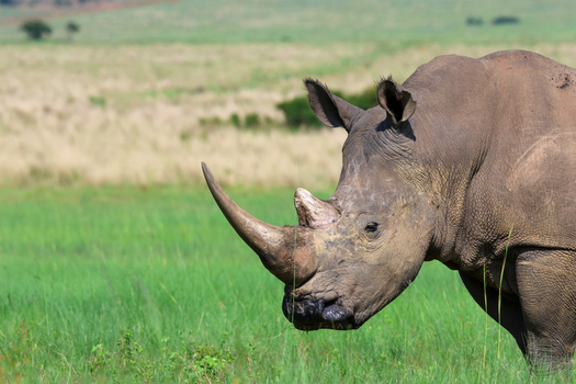 View of a massive rhinoceros stands majestically against a backdrop of vibrant green grass a powerful symbol of the African wilderness Vaalwater Limpopo South Africa. View of a massive rhinoceros stands majestically against a backdrop of vibrant green grass a powerful symbol of the African wilderness Vaalwater Limpopo South Africa.
