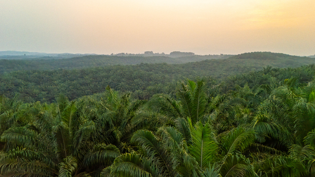 Aerial view of a vast palm oil plantation with dense green palm trees stretching across rolling hills under a soft golden sky in Indonesia.