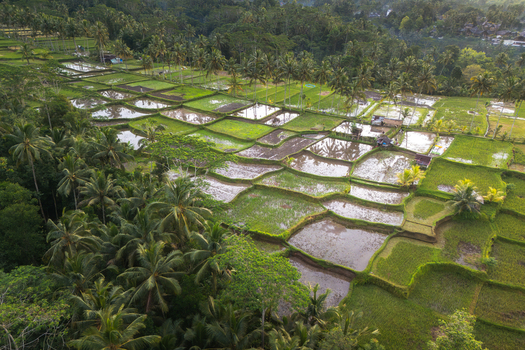 Aerial view of Mancingan Rice Terrace Bali with water filled paddies and lush palm trees in Tampaksiring Bali Indonesia. Aerial view of Mancingan Rice Terrace Bali with water filled paddies and lush palm trees in Tampaksiring Bali Indonesia.