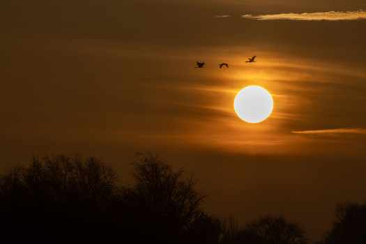 View of cranes flying across a large glowing sun at sunset over the Rehden Geest Moor with silhouetted trees Diepholz Lower Saxony Germany.
