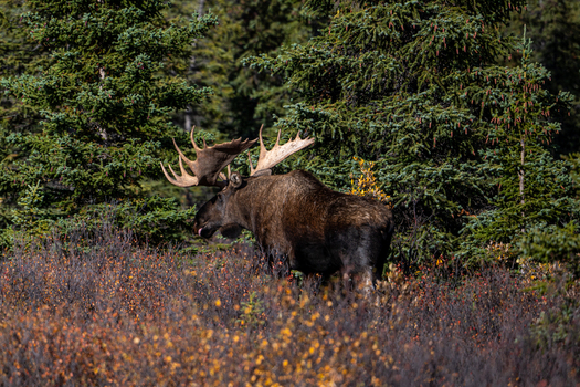 View of a large male moose with antlers standing in autumn colored brush with evergreen trees in the background in Denali National Park and Preserve Alaska United States. View of a large male moose with antlers standing in autumn colored brush with evergreen trees in the background in Denali National Park and Preserve Alaska United States.