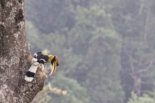 View of a Great Hornbill perched on a mossy tree trunk against a lush green forest background Dehong Dai and Jingpo Autonomous Prefecture Yunnan China. View of a Great Hornbill perched on a mossy tree trunk against a lush green forest background Dehong Dai and Jingpo Autonomous Prefecture Yunnan China.