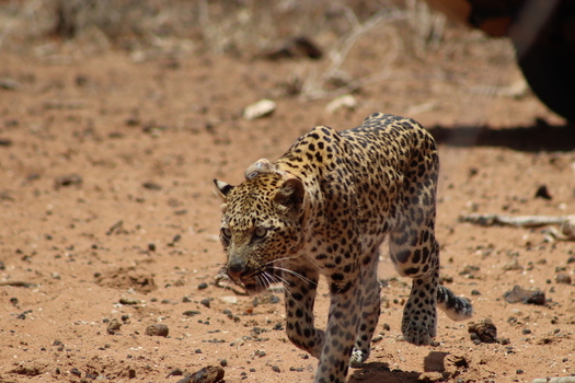 View of a leopard walking across the dry sandy terrain of the savanna at Tumbeta Private Game Reserve in Thabazimbi Limpopo South Africa.