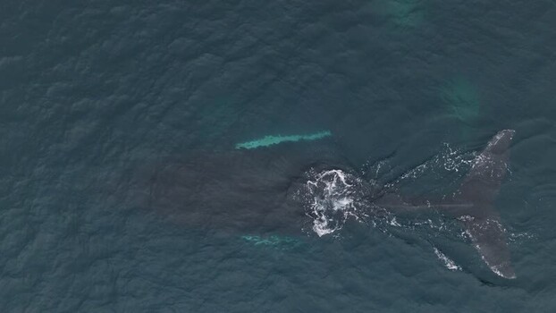 Aerial view of a whale swimming in the ocean Greenland. Aerial view of a whale swimming in the ocean Greenland.