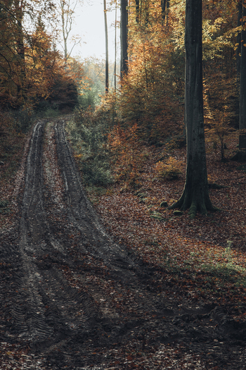 View of a muddy forest path winding through a beech forest with vibrant autumn foliage and golden sunlight in Krakow Lesser Poland Voivode Poland. View of a muddy forest path winding through a beech forest with vibrant autumn foliage and golden sunlight in Krakow Lesser Poland Voivode Poland.