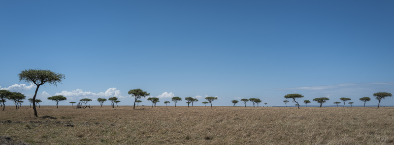 View of Serengeti National Park with scattered acacia trees across the dry savanna under a clear blue sky in Tanzania.
