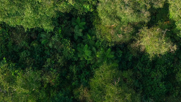 Aerial view of a dense tropical rainforest canopy with lush green trees ferns and varied foliage textures in Indonesia. Aerial view of a dense tropical rainforest canopy with lush green trees ferns and varied foliage textures in Indonesia.