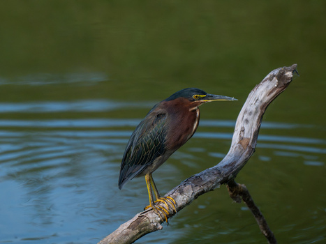 View of a green heron perched on a weathered branch over the calm water in Forest Park St. Louis Missouri United States.