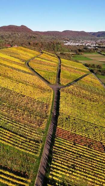Aerial view of autumnal vineyards on a hillside in Germany.