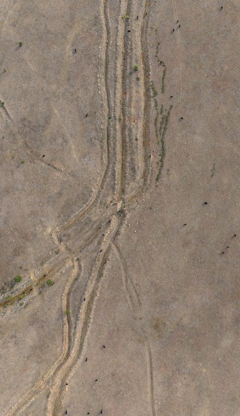 Aerial view of dry arid landscape with dirt tracks and scattered cattle grazing in Golden Colorado United States.