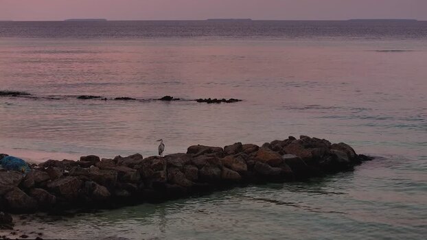 Aerial view of a heron on a rocky jetty at sunset in Maldives.