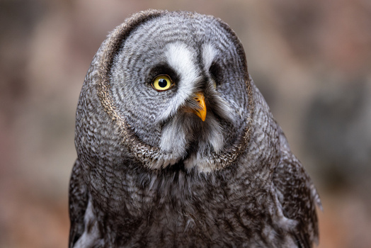 View of a majestic Great Grey Owl with detailed grey plumage and bright yellow eyes in Selestat Grand Est France.