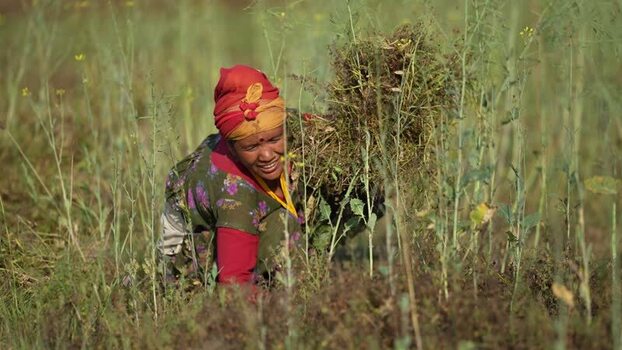 View of a woman harvesting crops in a field Nepal.