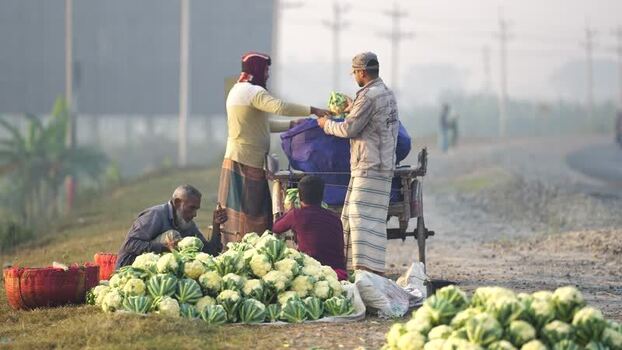 View of men sorting fresh cauliflowers by a roadside Bangladesh. View of men sorting fresh cauliflowers by a roadside Bangladesh.