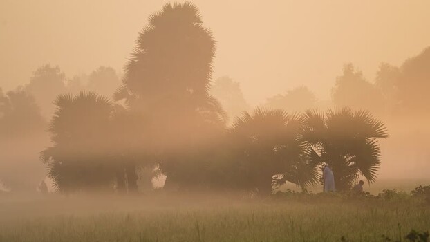 View of palm trees in thick morning fog Bangladesh. View of palm trees in thick morning fog Bangladesh.