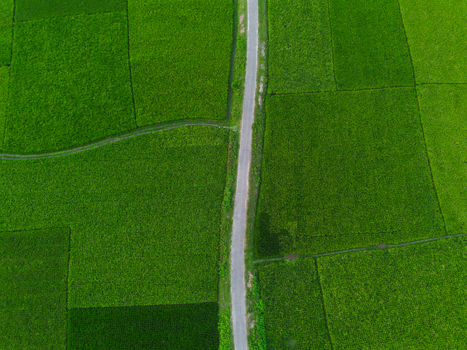 Aerial view of a narrow rural road passing through lush green rice paddies and agricultural fields in Joypurhat Rajshahi Division Bangladesh.