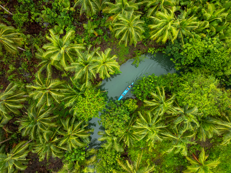 Aerial view of a small blue boat navigating the Maasin River surrounded by dense tropical coconut palm trees in Siargao Philippines. Aerial view of a small blue boat navigating the Maasin River surrounded by dense tropical coconut palm trees in Siargao Philippines.
