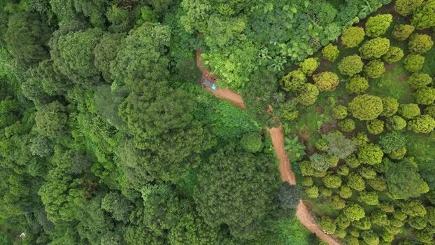 Aerial view of a winding dirt path in a lush forest Indonesia.