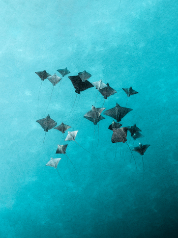 Aerial view of a squadron of rays gliding through the turquoise waters their shadows dancing on the sandy floor Ouvéa Loyalty Islands Province New Caledonia. Aerial view of a squadron of rays gliding through the turquoise waters their shadows dancing on the sandy floor Ouvéa Loyalty Islands Province New Caledonia.