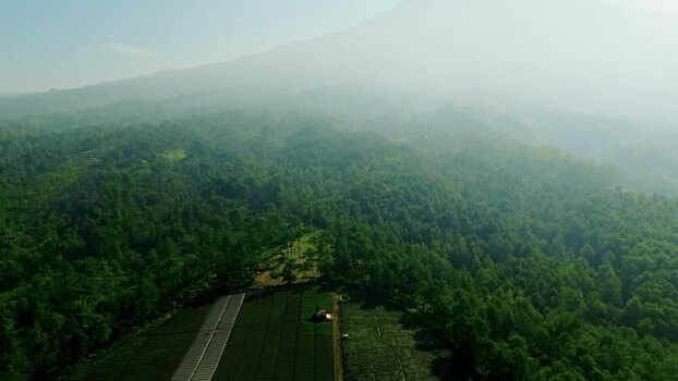 Aerial view of Bukit Jengkoang pine forest in Indonesia.