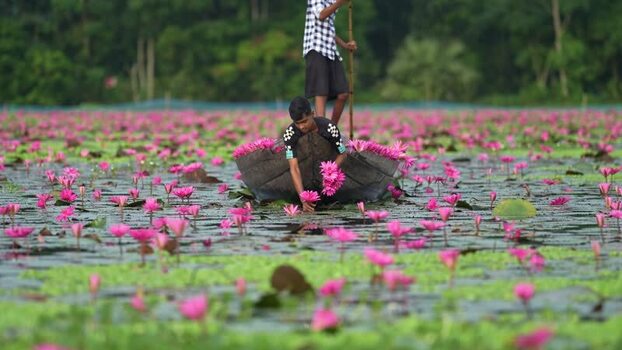 View of people harvesting pink water lilies in a pond Bangladesh. View of people harvesting pink water lilies in a pond Bangladesh.