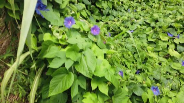 View of dense tropical foliage with purple flowers Pitcairn Islands.
