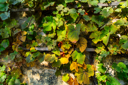 View of vibrant autumn grapevine leaves climbing a rustic stone wall in Prague Prague Czechia.