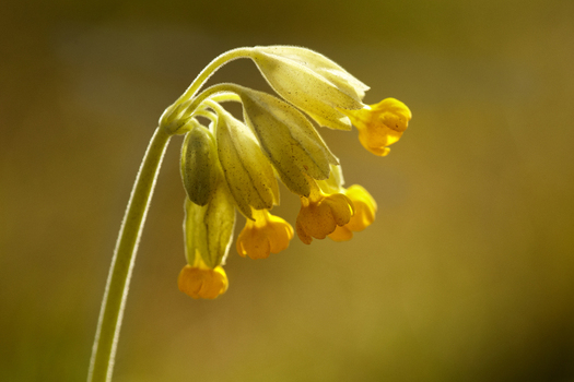 View of a delicate yellow cowslip flower with bell shaped blossoms and a slender green stem captured in soft natural light against a blurred background in the United Kingdom. View of a delicate yellow cowslip flower with bell shaped blossoms and a slender green stem captured in soft natural light against a blurred background in the United Kingdom.