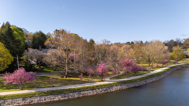 Aerial view of Brookline Reservoir featuring blooming cherry blossoms along a stone lined bank and walking path with lush spring trees in Brookline Massachusetts United States. Aerial view of Brookline Reservoir featuring blooming cherry blossoms along a stone lined bank and walking path with lush spring trees in Brookline Massachusetts United States.