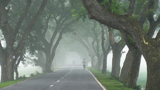 View of a person jogging on a foggy road lined with large trees Bangladesh. View of a person jogging on a foggy road lined with large trees Bangladesh.