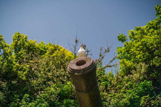 View of a white dove perched on the barrel of a historic cannon surrounded by lush green trees under a clear blue sky in Charlestown Cornwall United Kingdom. View of a white dove perched on the barrel of a historic cannon surrounded by lush green trees under a clear blue sky in Charlestown Cornwall United Kingdom.