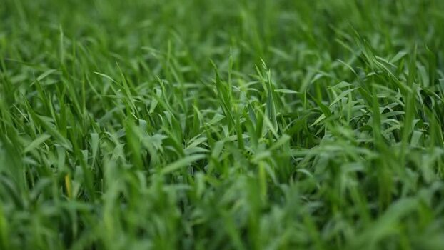 View of lush green wheat crops in a rural field India.