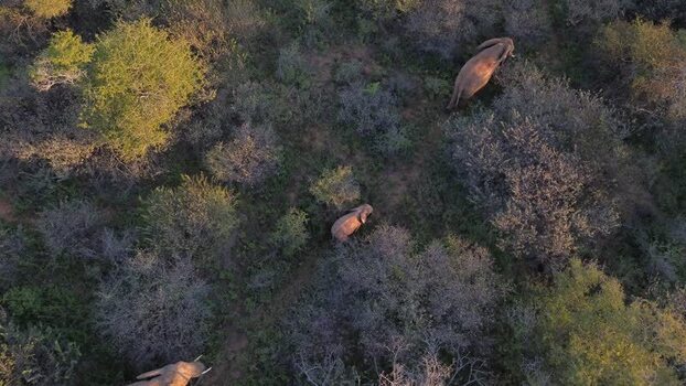 Aerial view of elephants in Tumbeta Game Reserve South Africa.