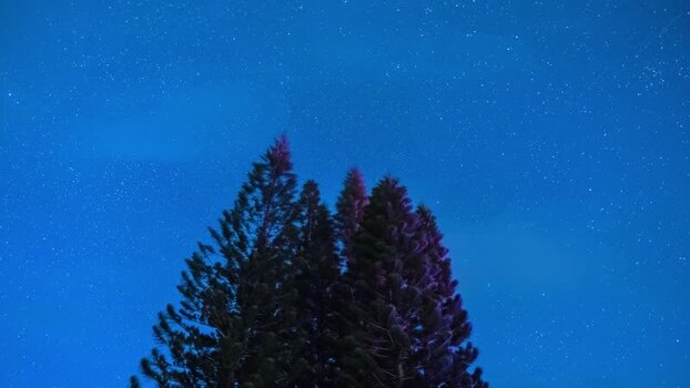 View of starry night sky over trees United States.