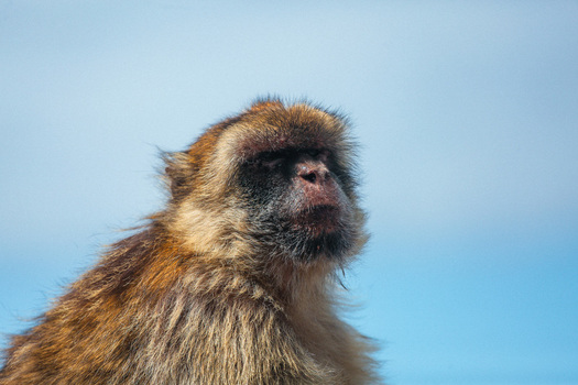 View of a furry primate with a black face gazing upwards against a backdrop of soft blue sky its fur a mix of earthy browns and golds Gibraltar Gibraltar. View of a furry primate with a black face gazing upwards against a backdrop of soft blue sky its fur a mix of earthy browns and golds Gibraltar Gibraltar.