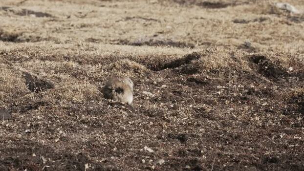 View of a small animal in dry terrain China.