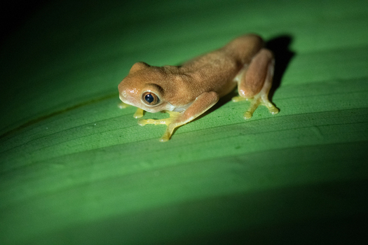 View of a small brown frog resting on a vibrant green leaf in Costa Rica. View of a small brown frog resting on a vibrant green leaf in Costa Rica.