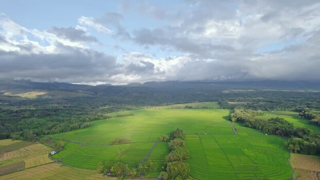 Aerial view of lush green rice fields and mountains in Indonesia.