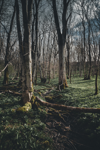 View of a lush forest floor covered in green vegetation with mossy tree trunks and fallen logs in Kunda Laane Viru County Estonia. View of a lush forest floor covered in green vegetation with mossy tree trunks and fallen logs in Kunda Laane Viru County Estonia.