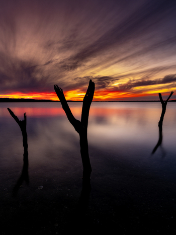 View of dead tree trunks emerging from calm water during a vibrant sunset with colorful clouds in the sky at Vancouver Peninsula Western Australia Australia. View of dead tree trunks emerging from calm water during a vibrant sunset with colorful clouds in the sky at Vancouver Peninsula Western Australia Australia.