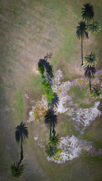 Aerial view of palm trees casting long shadows across the arid landscape creating a stark contrast between light and dark Kaneohe Hawaii United States. Aerial view of palm trees casting long shadows across the arid landscape creating a stark contrast between light and dark Kaneohe Hawaii United States.