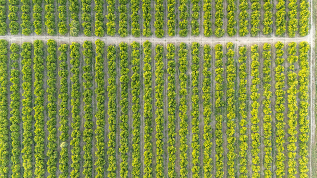 Aerial view of neat rows of green trees in an agricultural orchard with a dirt path in Coria del Rio Andalusia Spain. Aerial view of neat rows of green trees in an agricultural orchard with a dirt path in Coria del Rio Andalusia Spain.
